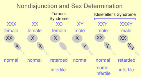 Formation of testosterone